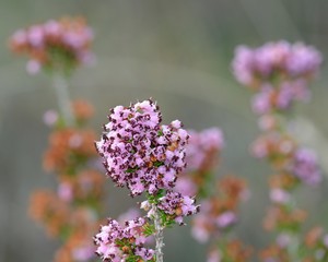 Erica manipuliflora or autumn heather is a common phrygana bush flowering in late summer and autumn, Crete