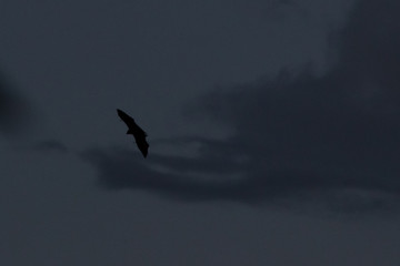 bat silhouette on dark night sky