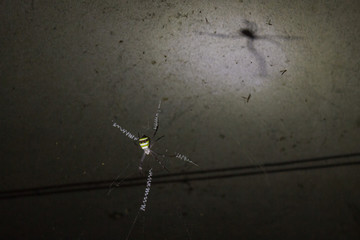 a large tropical yellow spider sits on a cobweb