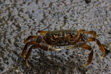 delicious crab sits on a wet road holding pincers ready to attack