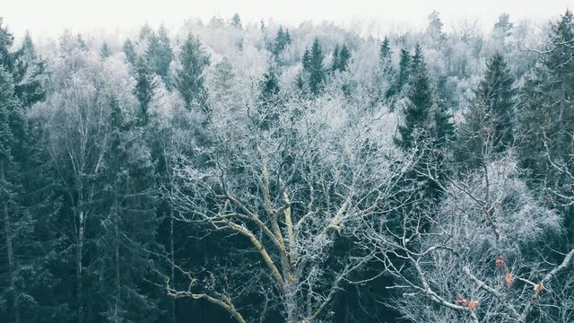 Frozen tree in winter forest, aerial view