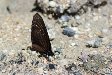 Large tropical butterfly sits and warm wings