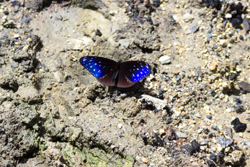 Fototapeta na wymiar Large tropical butterfly sits and warm blue color wings