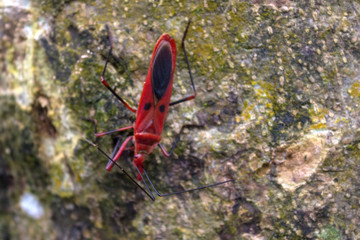 big red beetle sitting on a tree