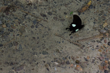 Large tropical butterfly sits and warm wings