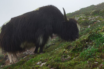 black and white yak with curly hair eating grass on the hill