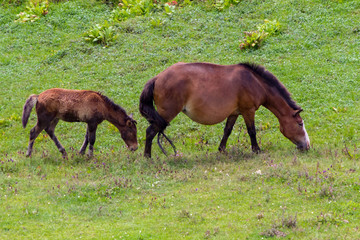 Naklejka na ściany i meble brown horse with foal grazing on a green meadow