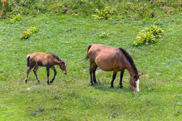Naklejka na ściany i meble brown horse with foal grazing on a green meadow