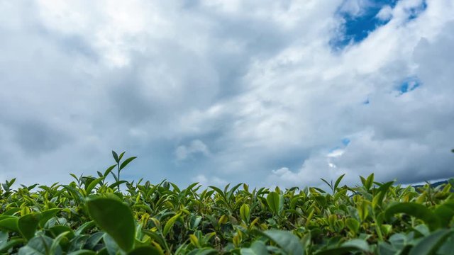 Time lapse of cloud over the  tea plant leaves.