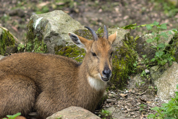 Himalayan Goral walks near the bushes in natural habitat
