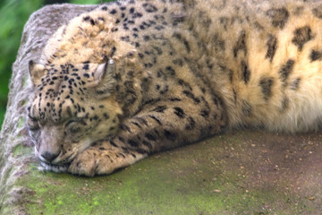 Snow Leopard sleep in natural habitat