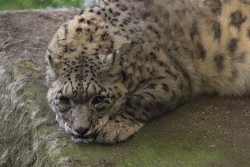 Snow Leopard sleeps in natural habitat