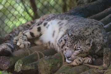 Snow Leopard sleeps in natural habitat