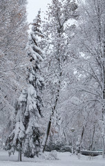 Beautiful winter panorama with snow covered trees