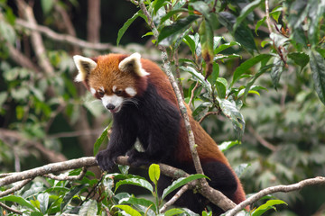 cute and fluffy red panda walks through the trees in its natural habitat