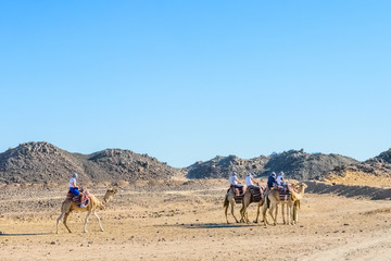 Fototapeta na wymiar Group of tourists riding camels in arabian desert not far from the Hurghada city, Egypt