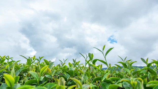 Time lapse of cloud over the  tea plant leaves.