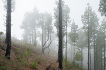 Fototapeta na wymiar Cloud forest with high conifers on a hillside, the view is led through a narrow hiking trail - Location: Spain, Canary Islands, La Palma