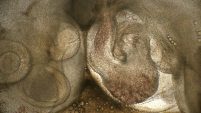 the heartbeat of the embryo in the quail egg Coturnix coturnix