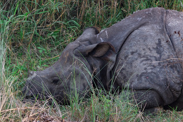 rhino wounded by poachers lies in the green grass.animal abuse.