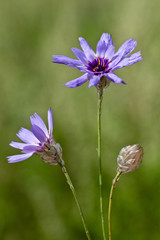 Fototapeta premium Macrophotographie fleur sauvage - Catananche bleue - Catananche caerulea