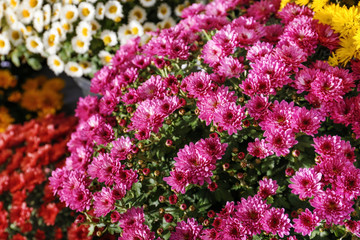 Obraz premium Plenty of beautiful chrysanthemum flowers
