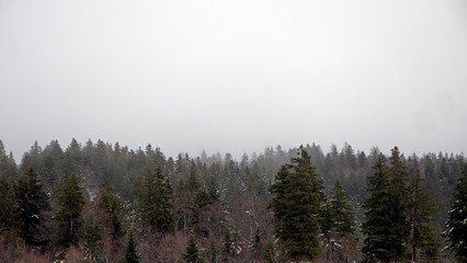 A stunning drone shot of a misty alpine forest. The snow covered trees are shrouded in mist and cloud in the winter woodland environment. 