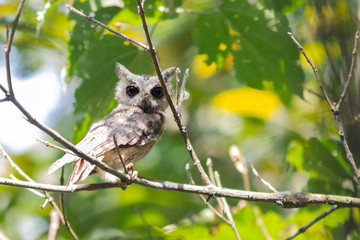 the little owl is sitting on a branch opening wide brown eyes