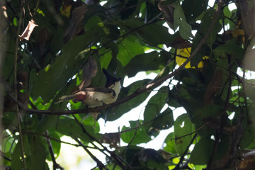 a white bird sits on a branch among green leaves