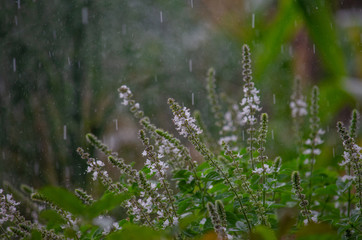 flor chuva