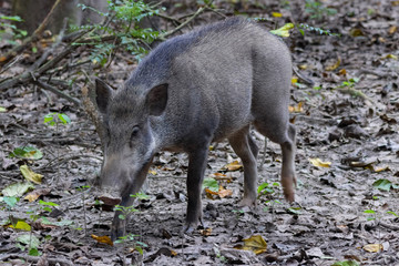 Indian Wild Pig walks through the forest in search of fruit