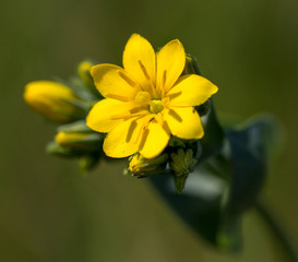 Macrophotographie fleur sauvage - Centauree perfoliee - Blackstonia perfoliata