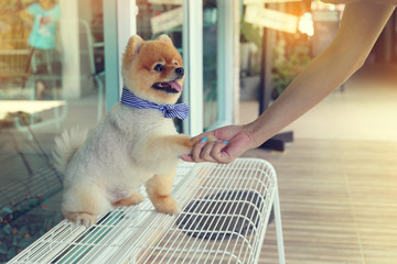 woman owner give shake hand with small pomeranian dog cute pets friendly