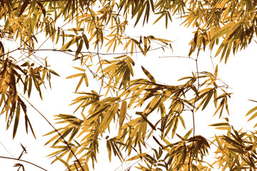 Branches and leaves of bamboo on white background