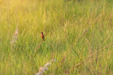 a little bird sits on a green grass stem lit by the sun