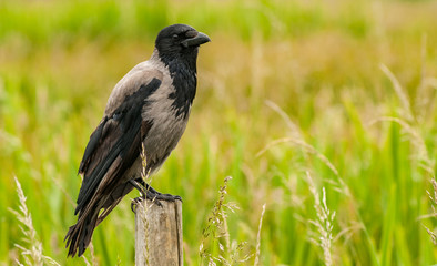 Grey rural country crow perched on a wooden fence pole in a summer meadow
