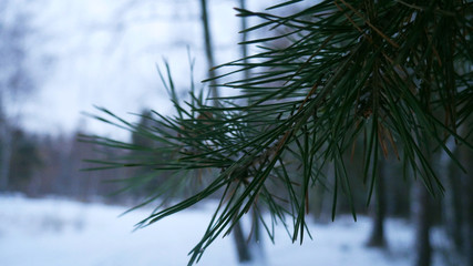 Obraz premium pine branches tree in the winter forest close-up in natural light