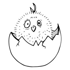 Chicken in the egg. Vector illustration of cartoon chicken in egg. Hand drawn chick.