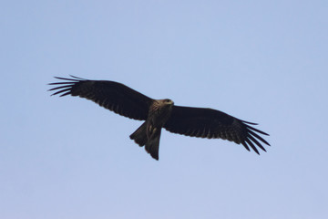 a big brown hawk flies against a blue sky