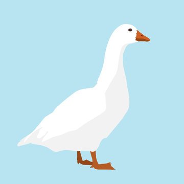 A white goose