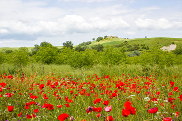 spring in Tuscany, landscape with poppies