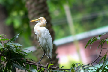 white heron sitting on a branch of a tropical tree