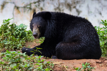 08.06.2021. In the forest of the Moscow region, a bear was found that escaped from the territory of a private golf club. Pushkino city - a big bear stands in the forest.