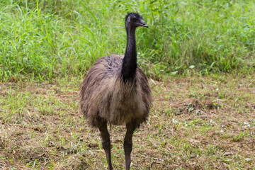 a large ostrich with long feathers is near high green grass