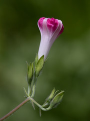 Fototapeta premium Morning Glory Rising