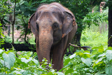 Fototapeta na wymiar a big elephant walks through the jungle among huge leaves