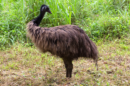 a large ostrich with long feathers is near high green grass