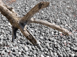 Branched out again