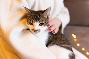 spotted cat in her arms against the background of a light coat and festive lights