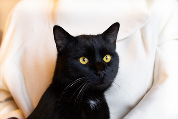 Dark cat on hands against the background of a light coat and festive lights